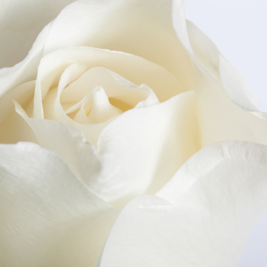 Только показались первые нежно белые. Белые розы. Лепестки белых роз.